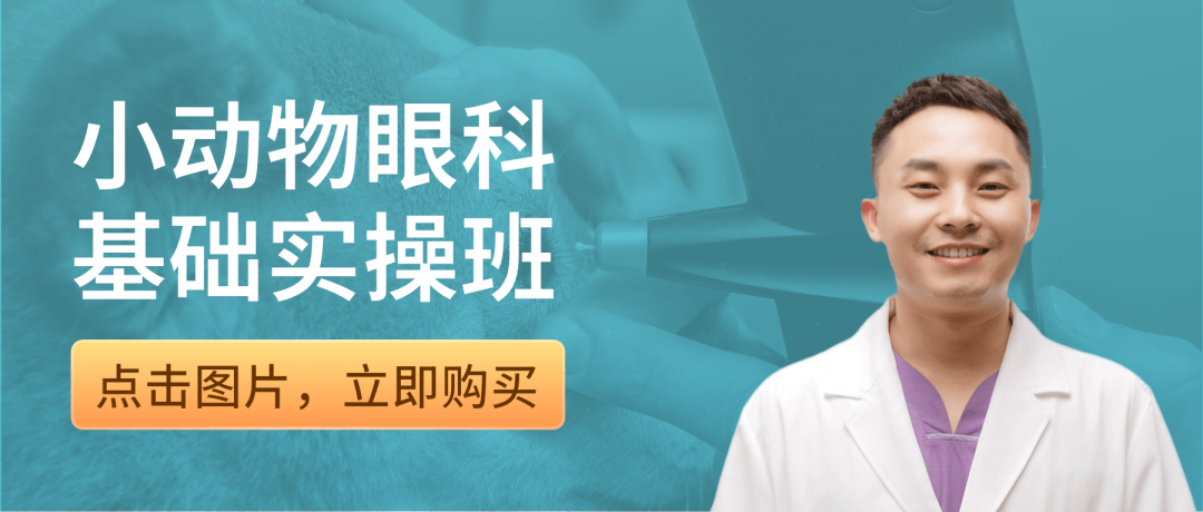 眼科ab超怎么使用12月开班 ｜ 人手1台显微镜，增设眼部B超环节，快速入门小动物眼科_https://www.jmylbn.com_新闻资讯_第5张