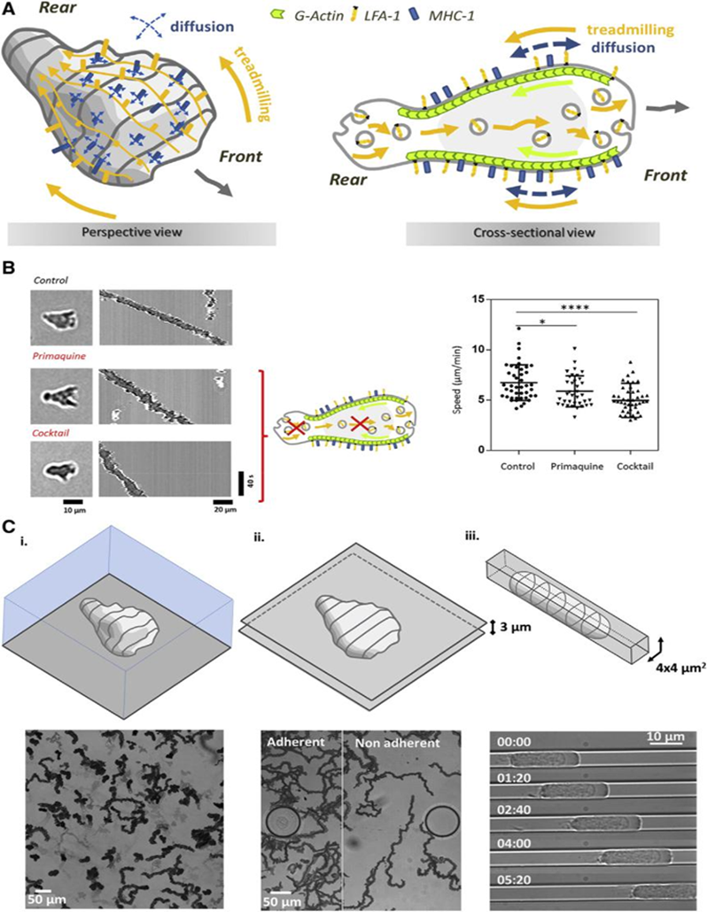 细胞工程：免疫细胞趋化运动模式及分子机理的图7