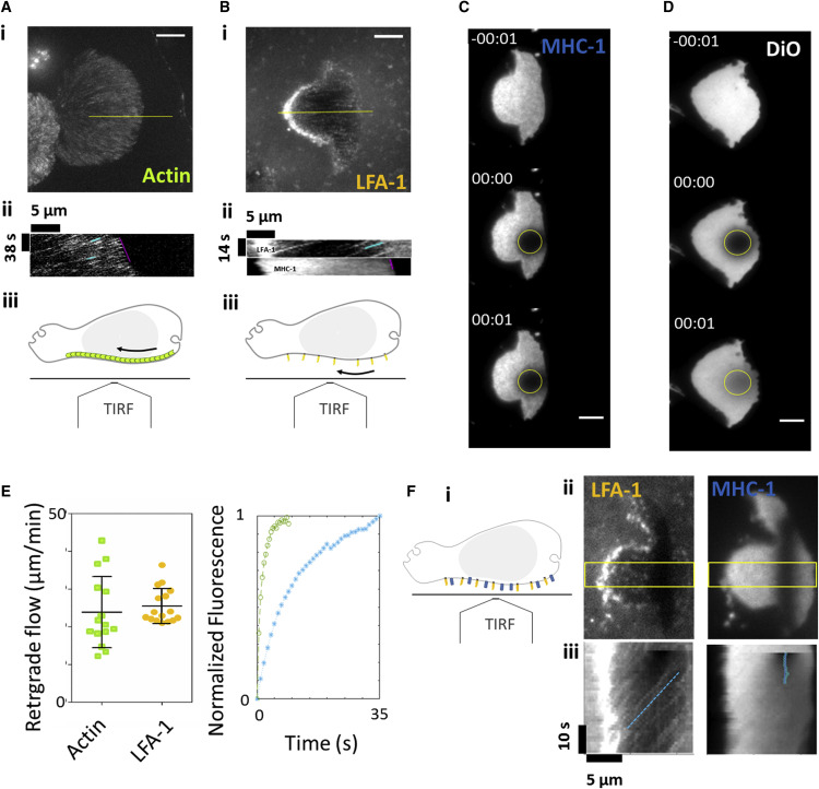 细胞工程：免疫细胞趋化运动模式及分子机理的图6