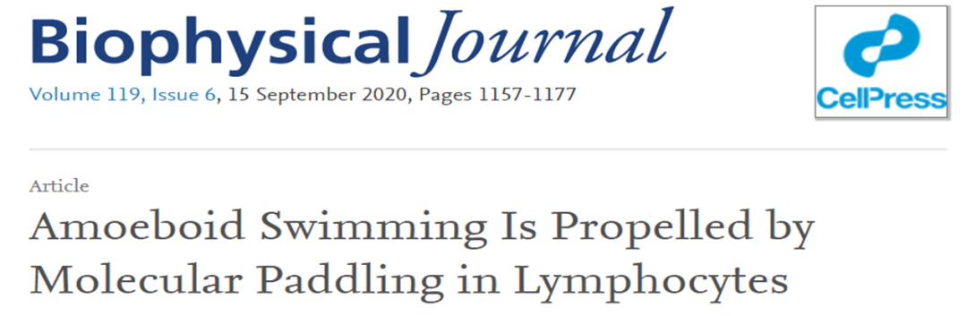 细胞工程：免疫细胞趋化运动模式及分子机理的图1