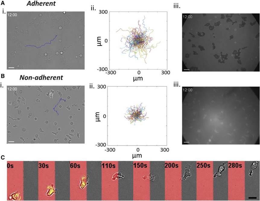 细胞工程：免疫细胞趋化运动模式及分子机理的图2