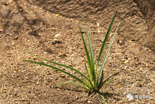 【潮汕草药】香附子