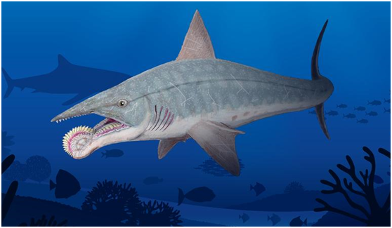 鱼化石---黄冈大别山世界地质公园博物馆精品标本科普推文(五十九)