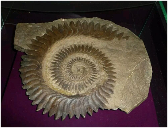 邓氏鱼的化石图片