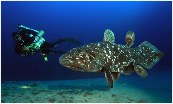 盾皮鱼类科普百科_路亚鱼类百科_鱼类百科