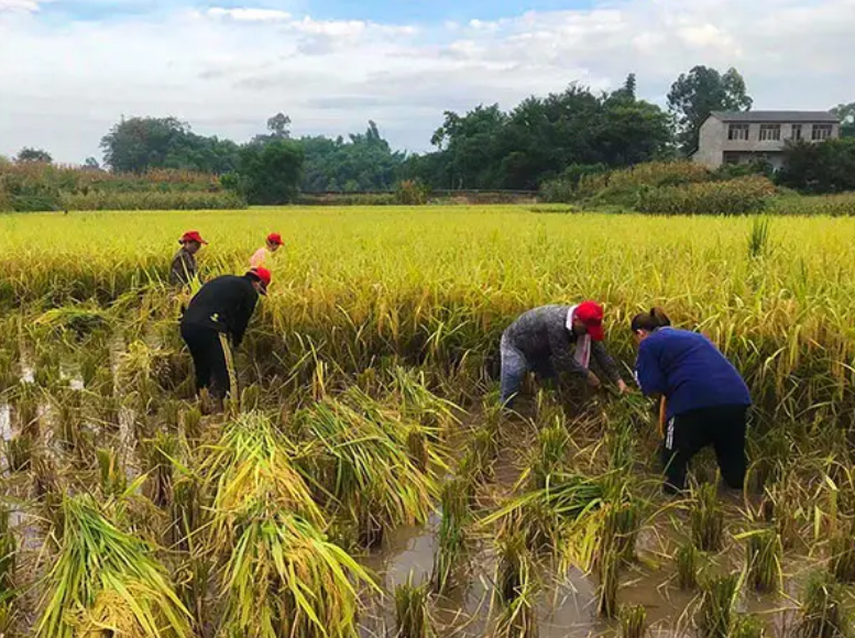 致富经养甲鱼视频播放_致富经甲鱼_致富甲鱼养殖技术