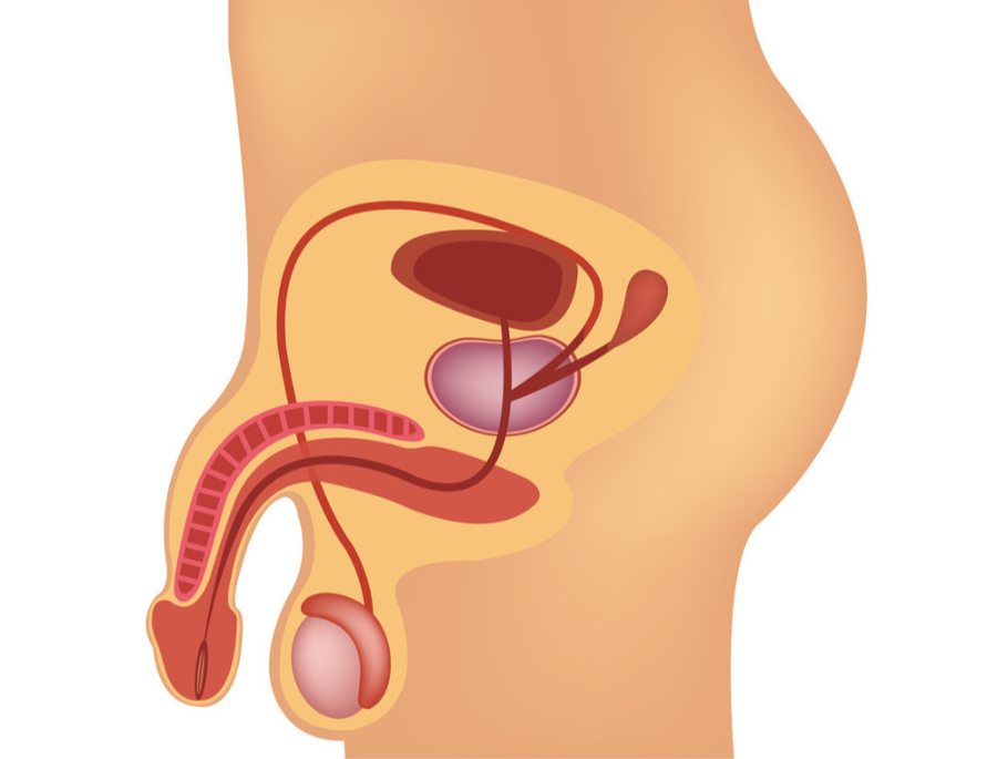 包皮环切缝合器是什么小手术成就大男人！缝合器法包皮环切术了解一下？_https://www.jmylbn.com_新闻资讯_第4张