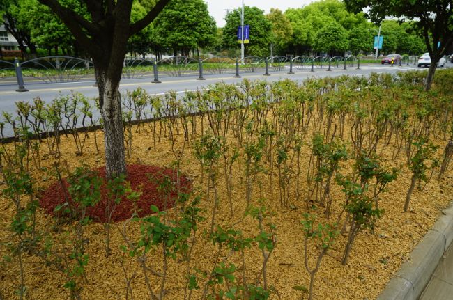 昆山合纵生态年终董事会议
