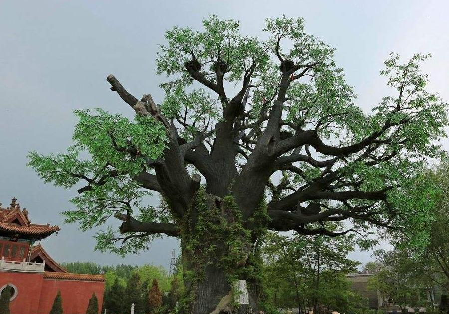 五树进阳宅人穷家也败指的是哪五种树你家有吗