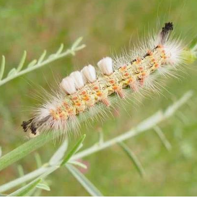 阿拉善左旗林业和草原有害生物科普——灰斑古毒蛾_幼虫_mm_黑褐色