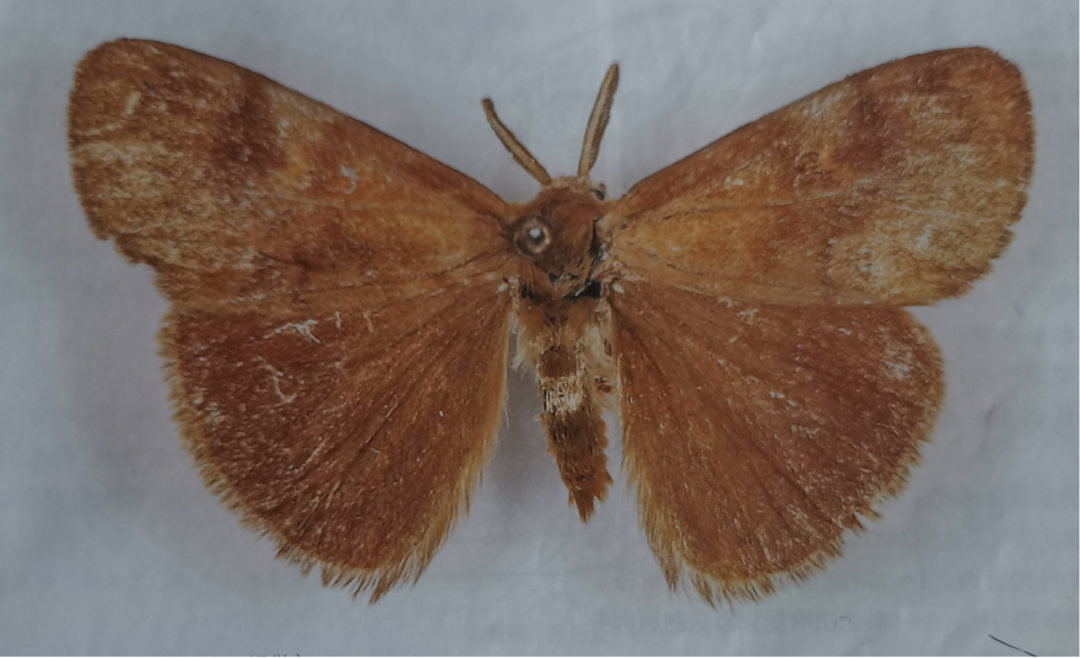 阿拉善左旗林业和草原有害生物科普——灰斑古毒蛾_幼虫_mm_黑褐色