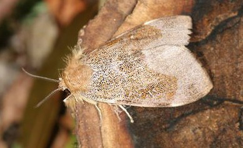阿拉善左旗林业和草原有害生物科普——灰斑古毒蛾_幼虫_mm_黑褐色