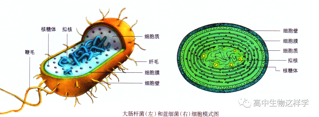 原核细胞和真核细胞的区别