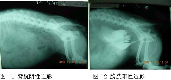 一例松狮犬膀胱破裂的临床报告 大话罗威纳 微信公众号文章阅读 Wemp