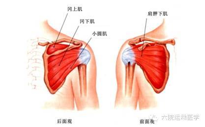 肩袖由四组肌肉组成:上方的冈上肌,前面的肩胛下肌,后面的冈下肌和小