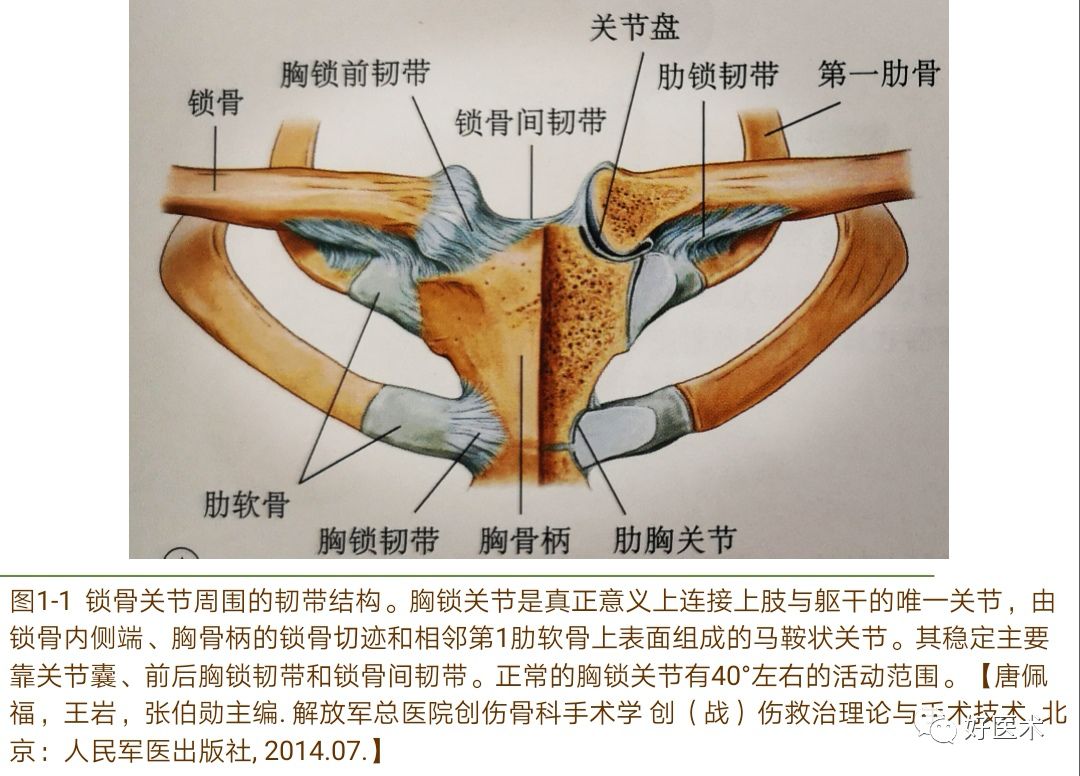 早读 胸锁关节脱位的诊治技巧 系统详解 好医术 微信公众号文章阅读 Wemp