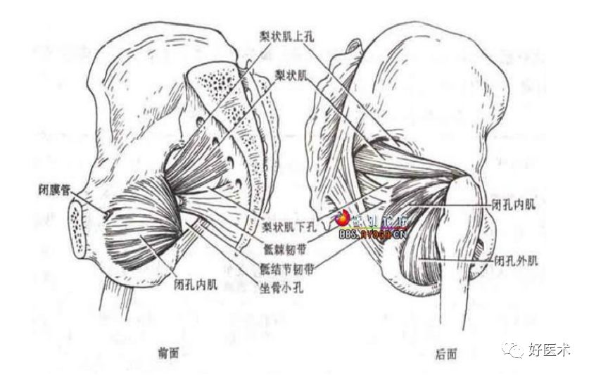 2,梨状肌周围结构坐骨神经是人体最粗大的神经,起始于腰骶部的脊髓