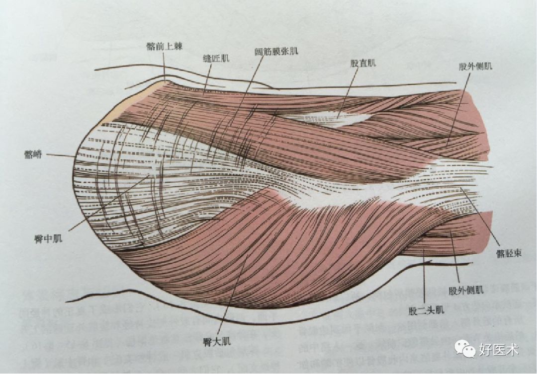 如何做好人工髋关节置换术？这篇全是干货！