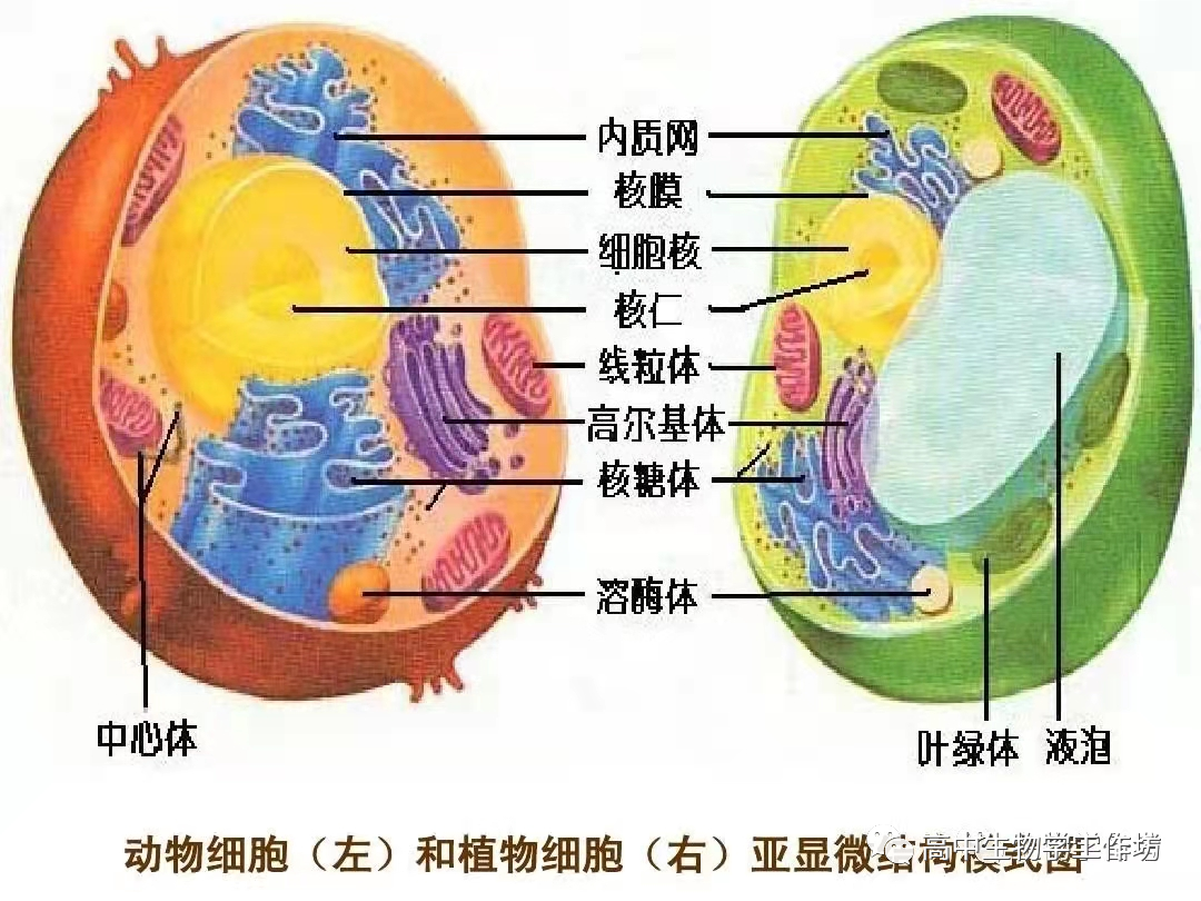 原核细胞和真核细胞的区别