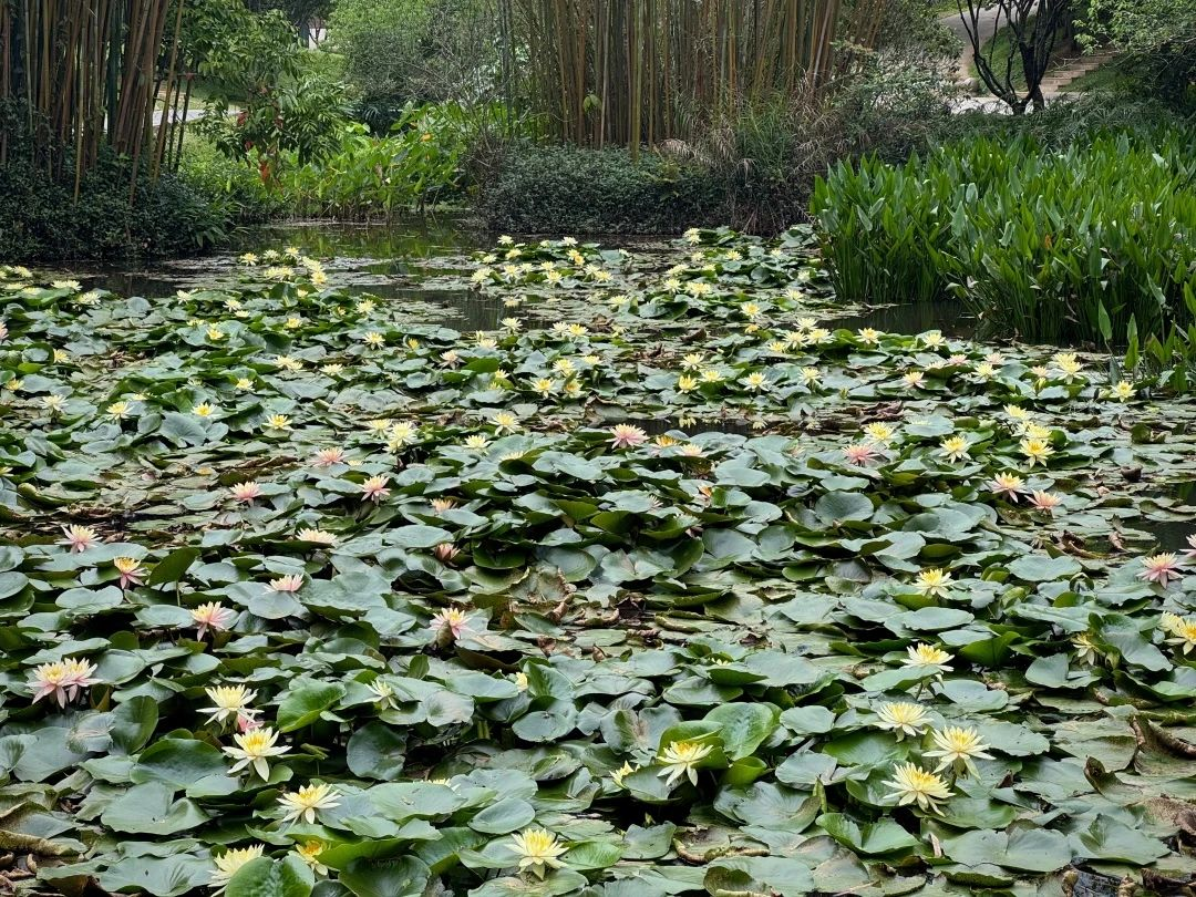 图/广州白云山风景名胜区服务号