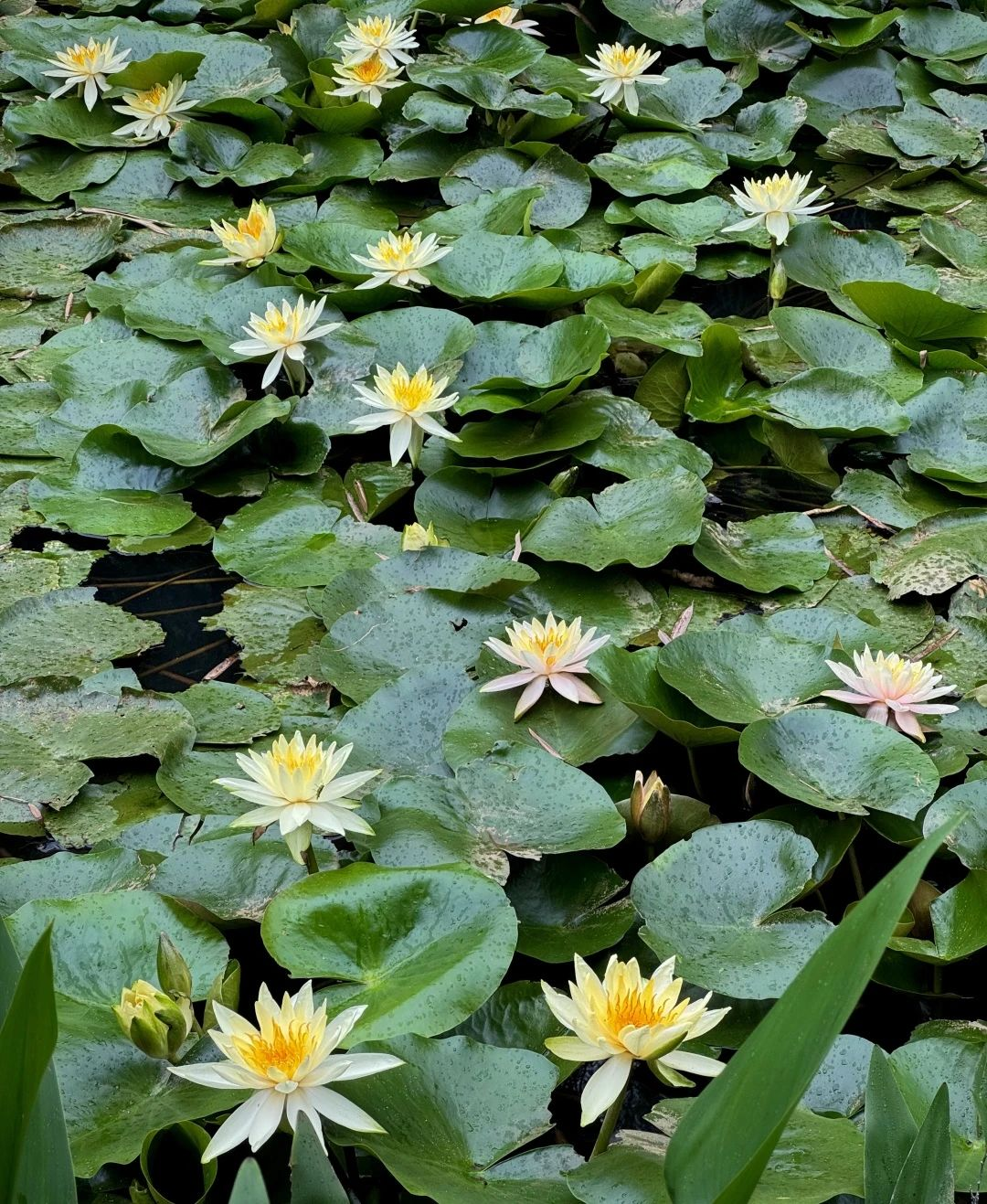 图/广州白云山风景名胜区服务号