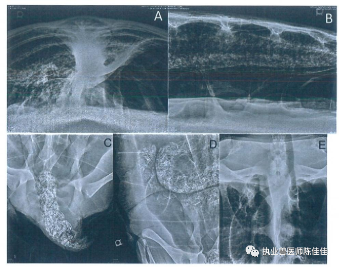 海龟医疗怎么样海龟经壳肠穿刺抽气治疗浮水_https://www.jmylbn.com_新闻资讯_第5张