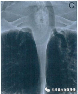 海龟医疗怎么样海龟经壳肠穿刺抽气治疗浮水_https://www.jmylbn.com_新闻资讯_第13张