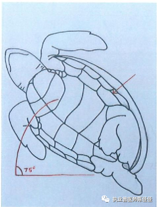 海龟医疗怎么样海龟经壳肠穿刺抽气治疗浮水_https://www.jmylbn.com_新闻资讯_第11张