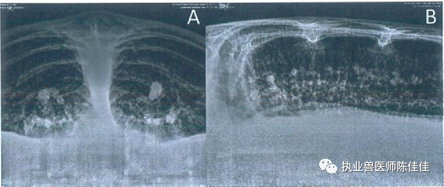 海龟医疗怎么样海龟经壳肠穿刺抽气治疗浮水_https://www.jmylbn.com_新闻资讯_第12张