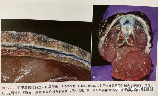 动物怎么麻醉爬行动物局部麻醉与脊髓麻醉_https://www.jmylbn.com_新闻资讯_第1张