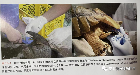 动物怎么麻醉爬行动物局部麻醉与脊髓麻醉_https://www.jmylbn.com_新闻资讯_第2张