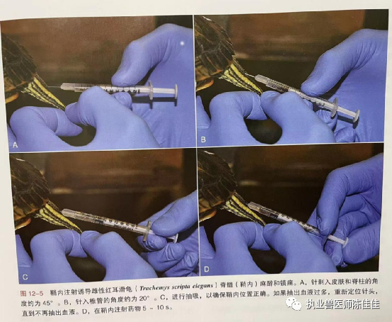 动物怎么麻醉爬行动物局部麻醉与脊髓麻醉_https://www.jmylbn.com_新闻资讯_第3张