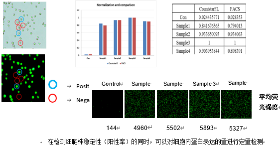 Countstar助力抗体研发与生产 行业新闻 上海睿钰生物科技有限公司