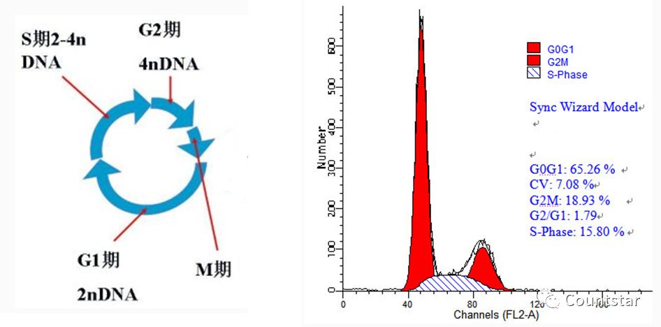 Countstar在细胞周期检测中的应用 行业新闻 上海睿钰生物科技有限公司