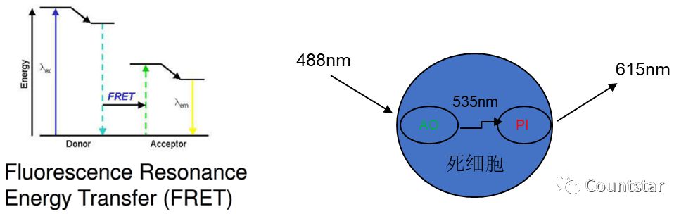 双荧光法ao Pi细胞活率计数vs 台盼蓝细胞计数 行业新闻 上海睿钰生物科技有限公司