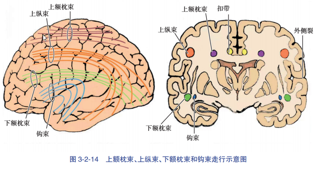 额叶 结构图图片