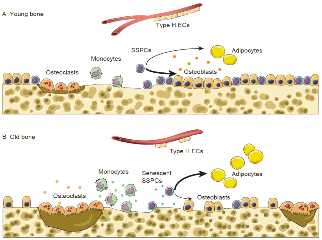 the mechanism of aging 从干细胞衰老,细胞衰老和细胞衰老相关分泌