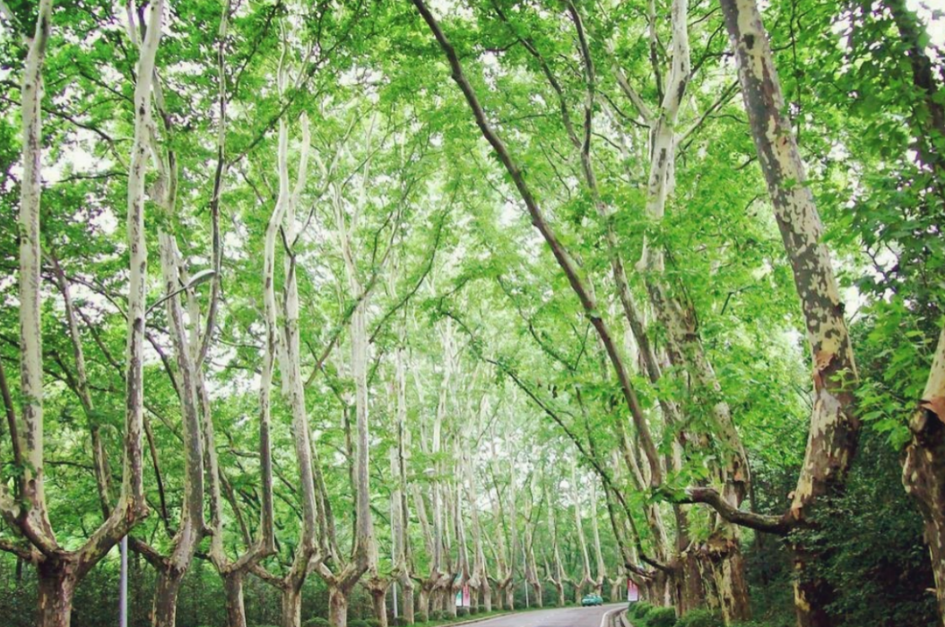 南京必去的10个景点 来南京一定要去的五个景点，少去一个都是损失