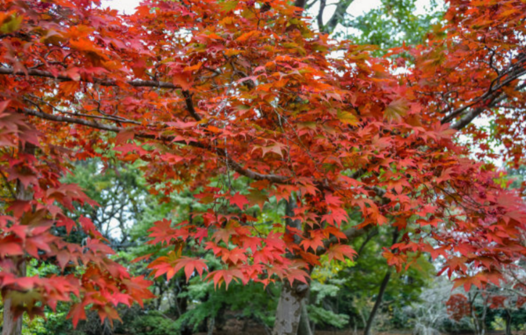南京景区需要出示健康码吗_南京景点要钱吗_南京必去的10个景点