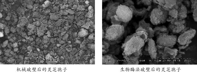为什么要吃灵芝孢子油?功效强大又广泛! 为什么要吃灵芝孢子油?功效强大又广泛!