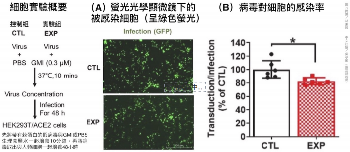 2022科研新知|灵芝孢子免疫调节蛋白GMI能干扰新冠病毒入侵宿主细胞 2022科研新知|灵芝孢子免疫调节蛋白GMI能干扰新冠病毒入侵宿主细胞