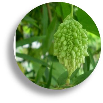 关注四高丨粤微双茸食用菌压片糖果荣耀上市！