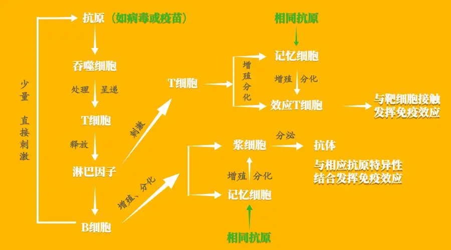 免疫系统的三大功能,你了解吗? 免疫系统的三大功能,你了解吗?