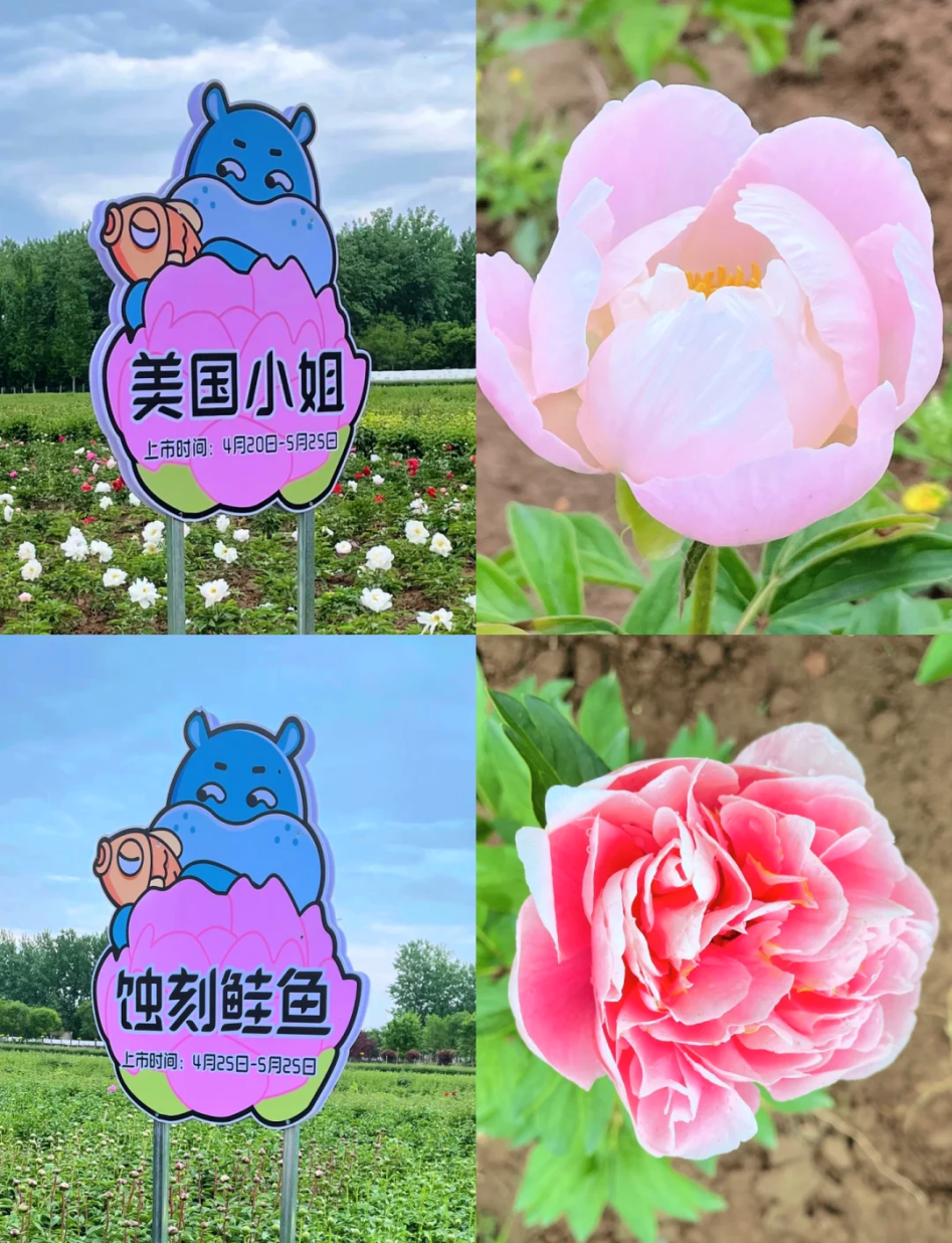 32ed095bb1f554d14751f9211d7ddeff_2.png