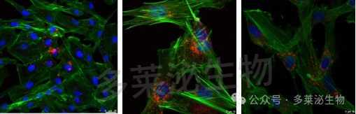 ͼƬ1(ˮӡ).png