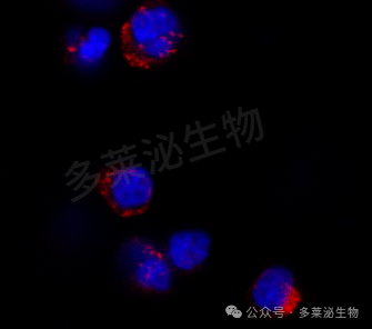 ͼƬ2(ˮӡ).png