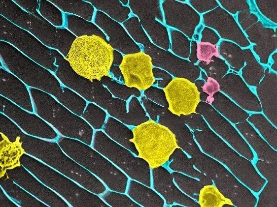 浙大顾臻教授团队《Nat. Biomed. Eng.》：开发“细胞仓库”，助力CAR-T治疗实体肿瘤的图2