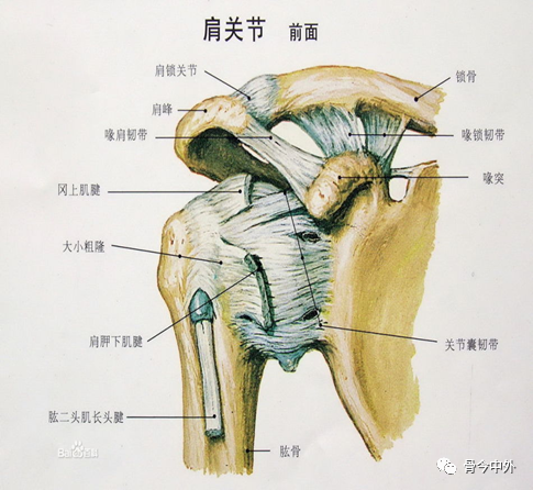 肩峰下撞击综合征临床诊治要点你get了吗