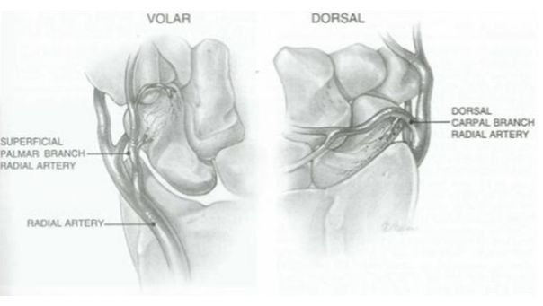 手舟骨骨折分型及治療 骨科基礎 骨今中外 微文庫