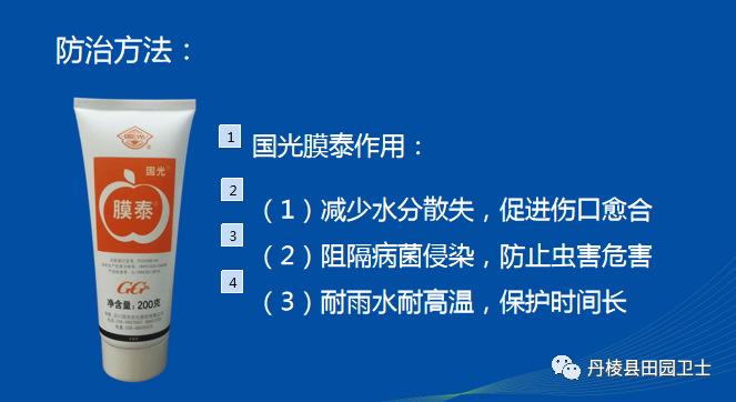 藤椒主干日灼造成养分运输障碍韧皮部破损新梢抽发能力差主干干枯造成减产甚至死亡 丹棱县田园卫士 微信公众号文章阅读